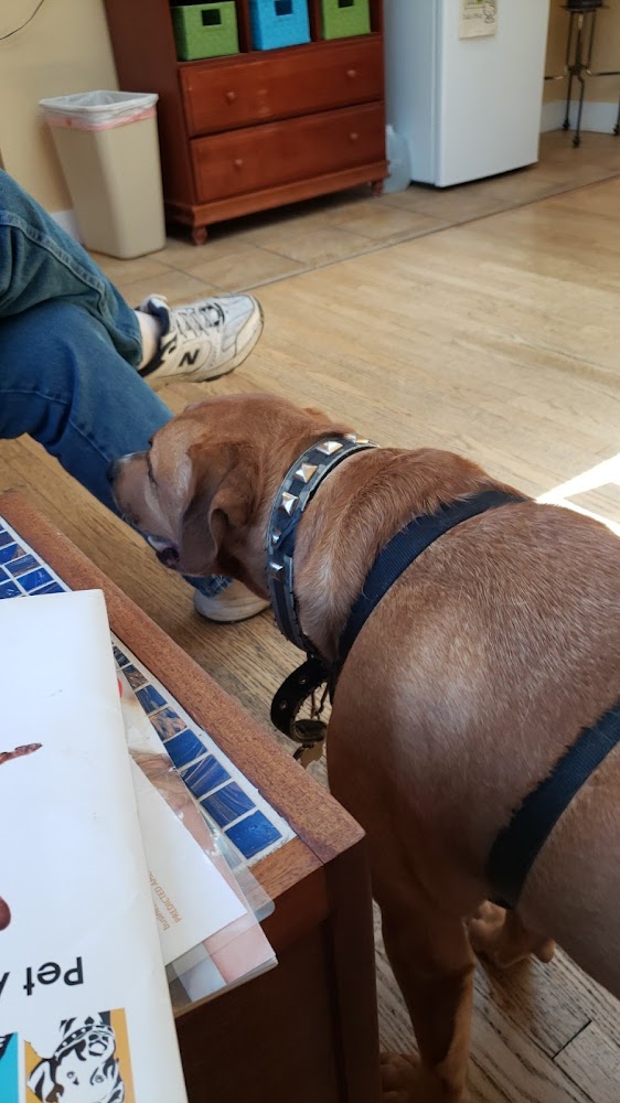 Second Chances Veterinary Care
