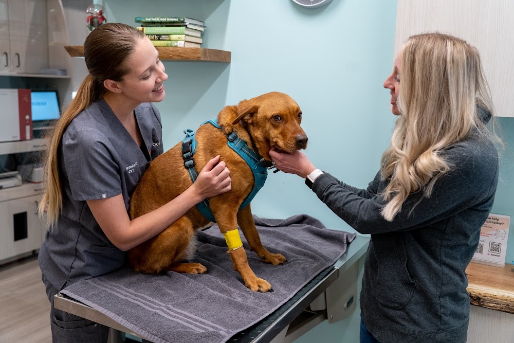 Sploot Veterinary Care - RiNo