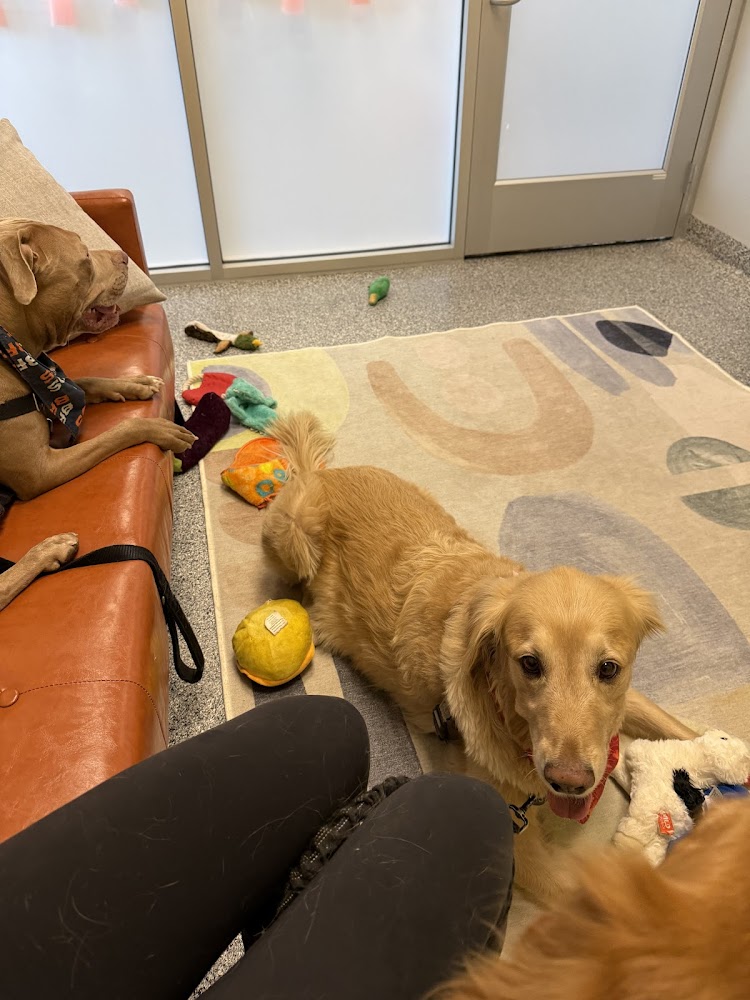 PetVet365 Pet Hospital Denver/Westminster