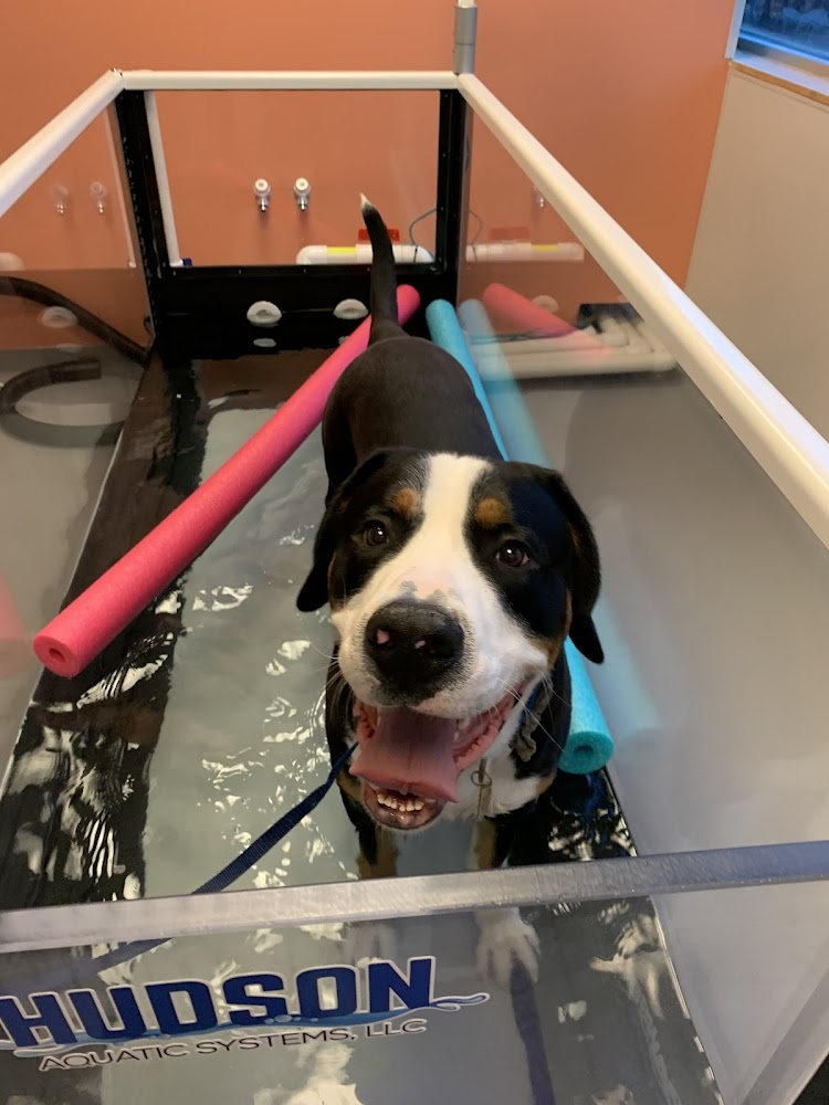 Urban Paw Veterinary Health and Rehabilitation