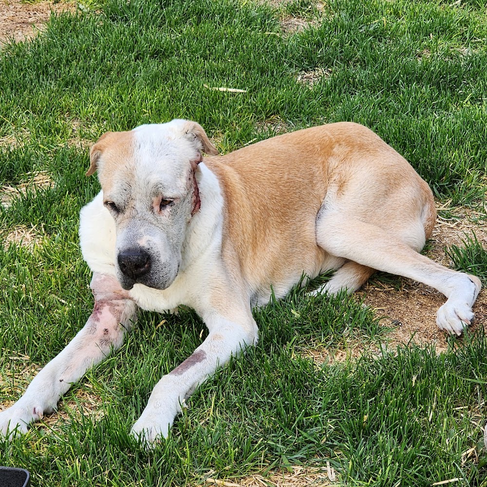Clear Creek Animal Hospital