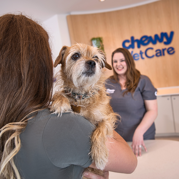 Chewy Vet Care 9+Co