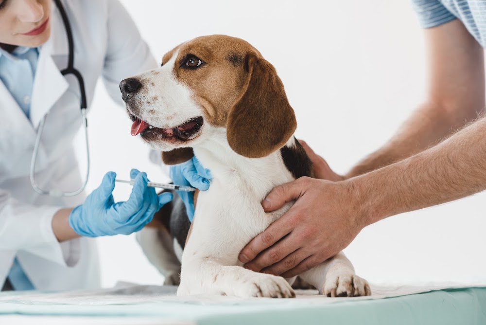 Barker Road Spay and Neuter