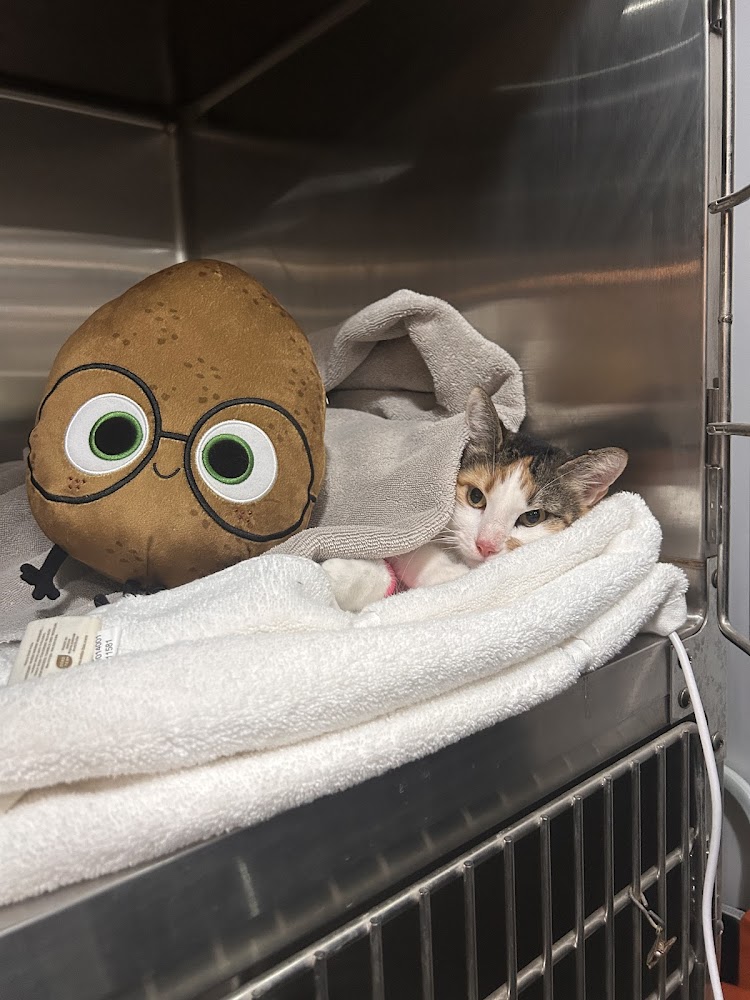 Comfort Home Vet Care