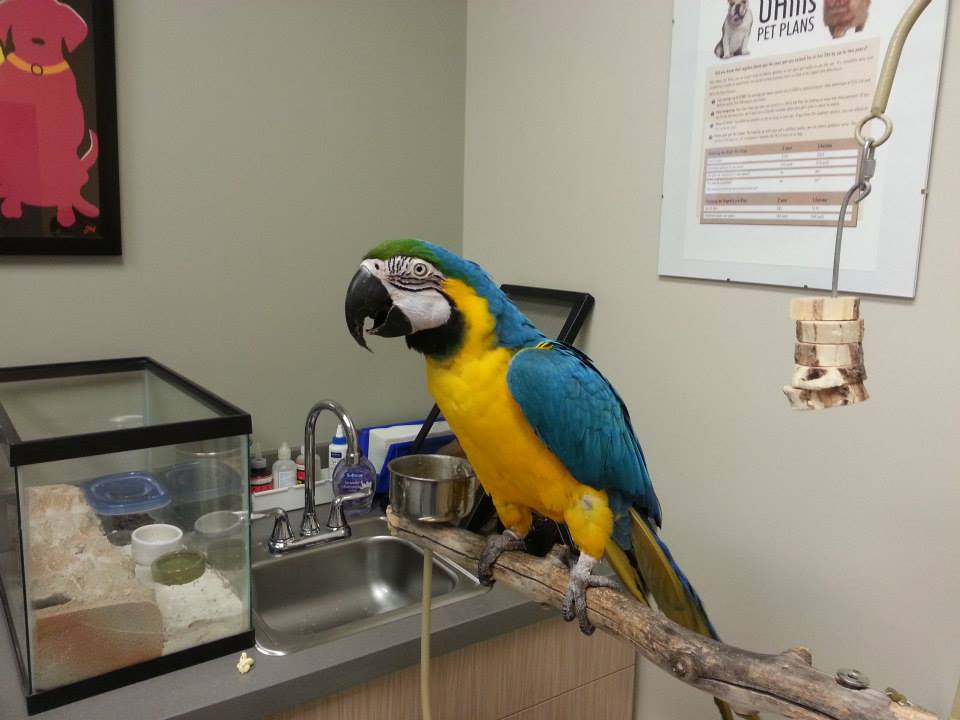 VIDA Veterinary Care - Denver